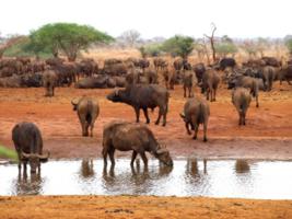 Waterhole with Bufallos