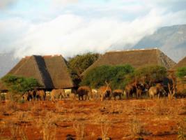Lodge with Elephants in front