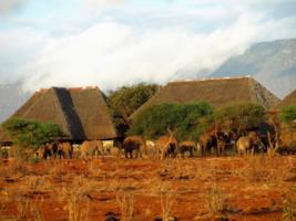 Lodge with Elephants in front