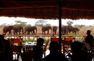 Elephants in front of lodge