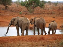 Waterhole with Elephants