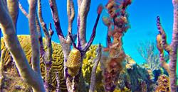 Barbados Scuba Diving Holidays. Nudibranch.