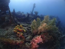 Barbados Scuba Diving Holidays. Stavronika wreck coral.