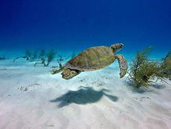 Barbados Scuba Diving Holidays. Turtle.