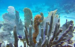 Barbados Scuba Diving Holidays. Seahorse.