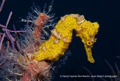 Cayman Islands Scuba Diving Holiday. Yellow Seahorse.