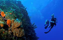 Cayman Islands Scuba Diving Holiday. Coral Wall.