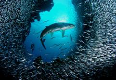 Cayman Islands Scuba Diving Holiday. Tarpons feeding on Silversides.