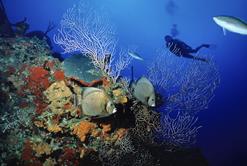 Cayman Islands Scuba Diving Holiday. Diver and Coral.