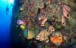 Cayman Islands Scuba Diving Holiday. Little Cayman - Bloody Bay Wall.