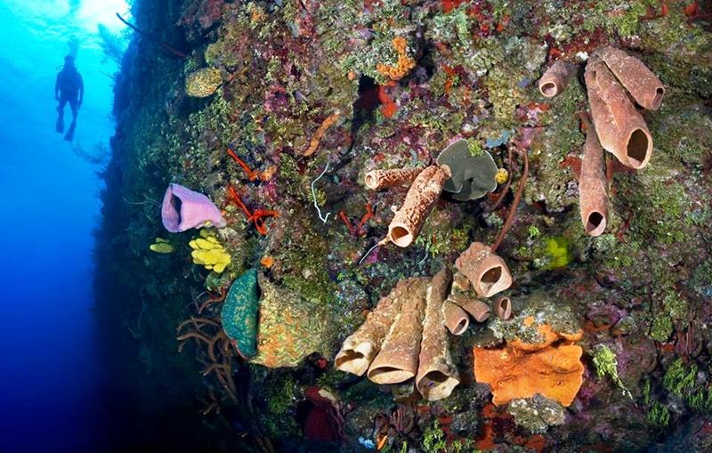 Cayman Islands Scuba Diving Holidays With Sportif Dive Holidays