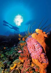 St Lucia - Anse Chastenet reef fantastic coral and conditions