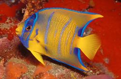 St Lucia - Anse Chastenet colourful fish