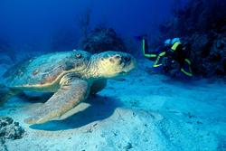 Learn to dive holiday in St Lucia