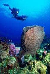 St Lucia boat and shore diving