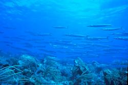 Tobago - Caribbean. Barracuda.