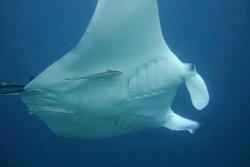 Tobago - Caribbean. Manta ray.