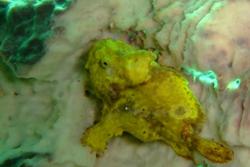 Tobago - Caribbean. Yellow frogfish.