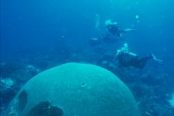 Tobago - Caribbean. Brain coral.