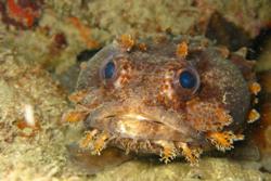 Tobago - Caribbean. Toadfish.