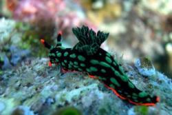 Tobago - Caribbean. Nudibranch.