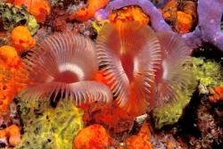 Tobago - Caribbean. Coral Reef.