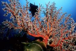 Scuba Diving Holiday, Bali - Indonesia. 