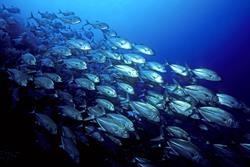 Scuba Diving Holiday, Bali - Indonesia. Mackerel shoal.