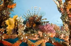 Scuba Diving Holiday, Bali - Indonesia. Lionfish.