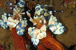 Scuba Diving Holiday, Bali - Indonesia. Porcelain crab.