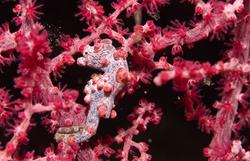 Scuba Diving Holiday, Bali - Indonesia. Pygmy seahorse.