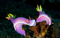 Scuba Diving Holiday, Bali - Indonesia. Nudibranch.