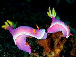 Bali Diving Holiday Offer Bali Diving Holiday Offer
