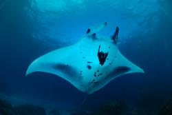 Scuba Diving Holiday, Bali - Indonesia. Manta Ray.