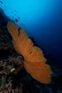 Manado - Bunaken Marine Park sea fan.