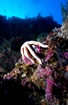 Manado, Sulawesi scuba diving holiday.