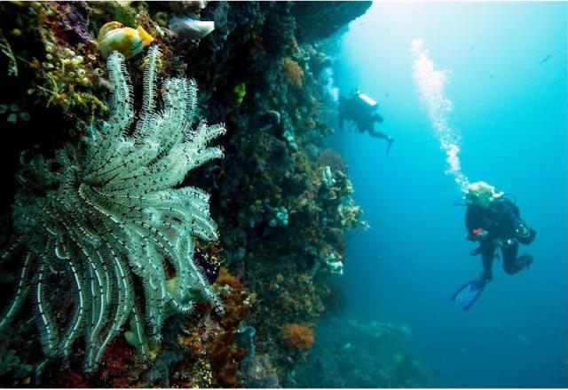 Manado Dive Sites - Tasik Ria