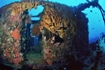 Manado - wreck diving.