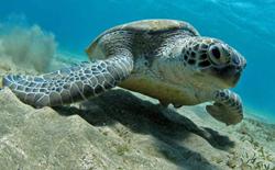 Safaga, Red Sea diving shots 