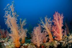 Red Sea Scuba Diving in Sudan