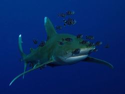 Shark Diving Liveaboard Trips Now available