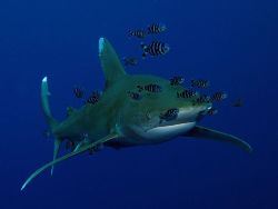 Shark Diving Liveaboard Trips Now available Shark Diving Liveaboard Trips Now available