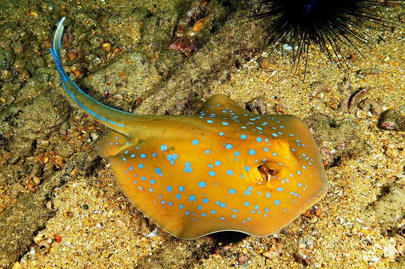 Oman Aggressor Oman Middle East Diving Liveaboard