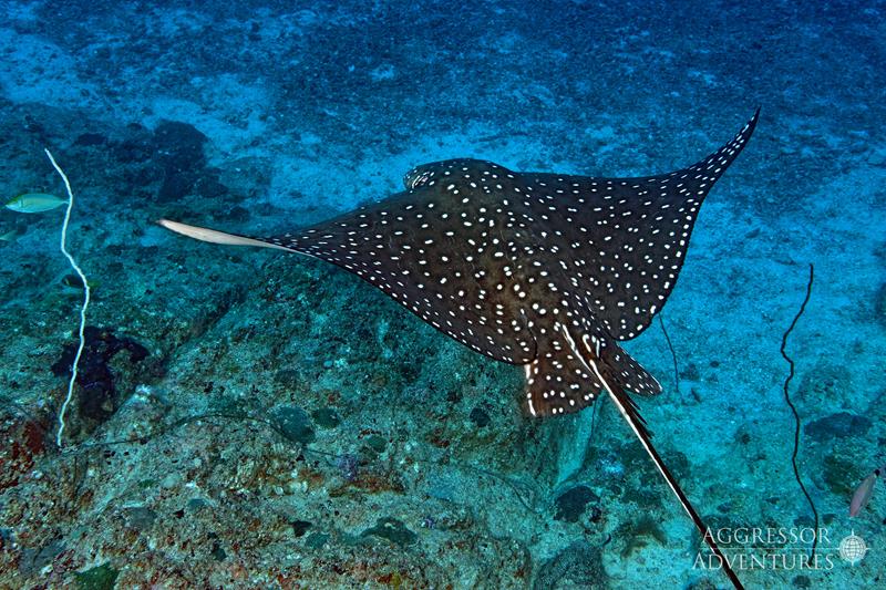 Oman Aggressor Oman Middle East Diving Liveaboard