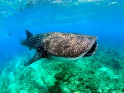 Dive with Whale Sharks in Cenderawasih, Indonesia Dive with Whale Sharks in Cenderawasih, Indonesia
