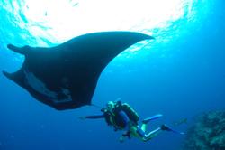 Mantas & Hammerheads in Tobago