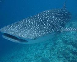 Maldives Whale Sharks & Manta Rays Maldives Whale Sharks & Manta Rays