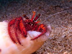 Philippines Dive Holiday Offer Philippines Dive Holiday Offer